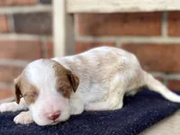Daisy, a female Goldendoodle for sale in Canon, GA – Photo 4 of 7