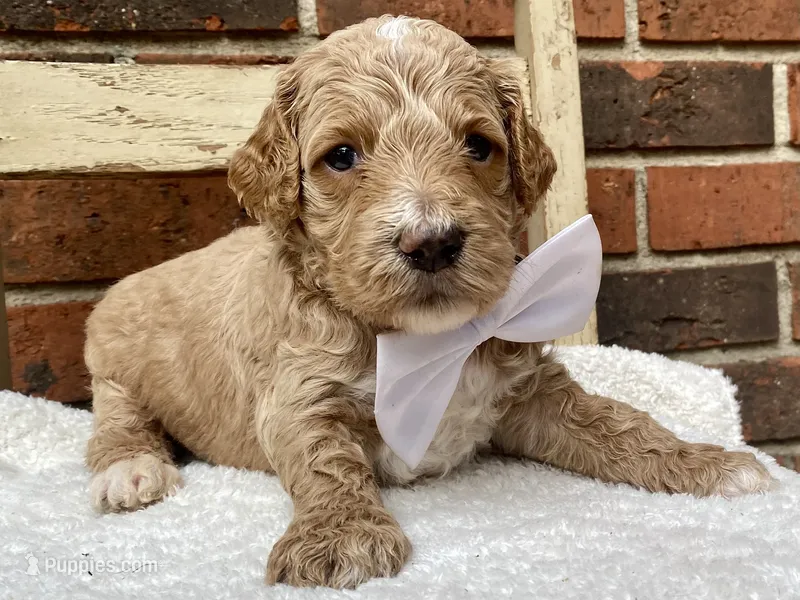 Hudson – Goldendoodle puppy for sale in Canon, GA