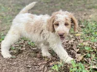 Jaxon, a male Goldendoodle for sale in Canon, GA – 5 of 8
