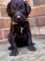 Garrett chocolate F1bb, a male Goldendoodle for sale in Canon, GA – 3 of 7