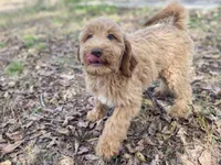 Jade, a female Goldendoodle for sale in Canon, GA – 5 of 9