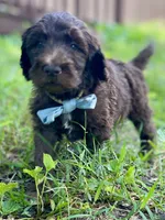 Grey F1bb, a male Goldendoodle for sale in Canon, GA – 3 of 9