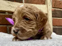 Harper, a female Goldendoodle for sale in Canon, GA – 2 of 3