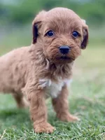 Ford, a male Goldendoodle for sale in Canon, GA – 5 of 9