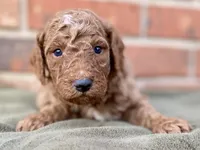Dax, a male Goldendoodle for sale in Canon, GA – Photo 3 of 7