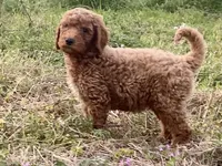 Dax, a male Goldendoodle for sale in Canon, GA – Photo 2 of 7