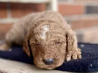 Dax, a male Goldendoodle for sale in Canon, GA – Photo 4 of 7