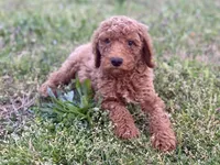 Dax, a male Goldendoodle for sale in Canon, GA – Photo 1 of 7
