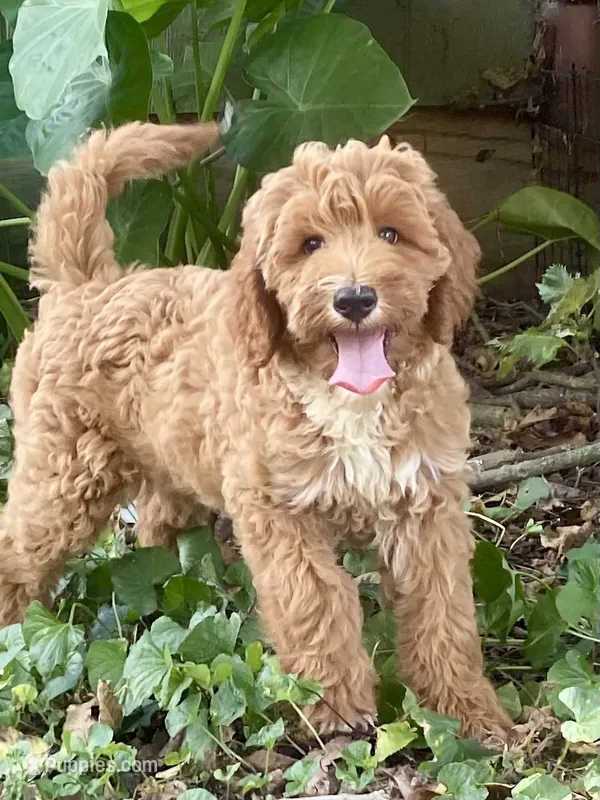 Harper – Goldendoodle puppy for sale in Canon, GA