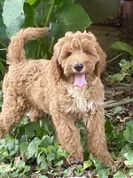 Harper, a female Goldendoodle for sale in Canon, GA – 1 of 7