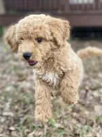 Logan, a male Goldendoodle for sale in Canon, GA – 7 of 9