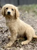 Lana, a female Goldendoodle for sale in Canon, GA – 4 of 7