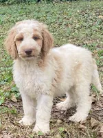 Jaxon, a male Goldendoodle for sale in Canon, GA – 7 of 8