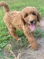 Harper, a female Goldendoodle for sale in Canon, GA – 10 of 10