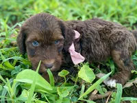 Isla (sable), a female Goldendoodle for sale in Canon, GA – 6 of 7