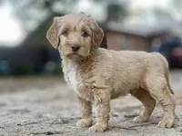 Vance multigenerational, a male Goldendoodle for sale in Canon, GA – Photo 3 of 10