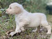 Vance multigenerational, a male Goldendoodle for sale in Canon, GA – Photo 6 of 10