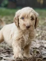 Vance multigenerational, a male Goldendoodle for sale in Canon, GA – Photo 2 of 10