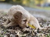 Vance multigenerational, a male Goldendoodle for sale in Canon, GA – Photo 7 of 10