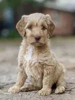 Vance multigenerational, a male Goldendoodle for sale in Canon, GA – Photo 1 of 10
