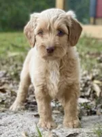 Vance multigenerational, a male Goldendoodle for sale in Canon, GA – Photo 5 of 10