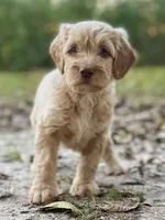 Vance multigenerational, a male Goldendoodle for sale in Canon, GA – Photo 8 of 10