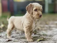 Vance multigenerational, a male Goldendoodle for sale in Canon, GA – Photo 9 of 10