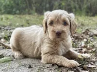 Vance multigenerational, a male Goldendoodle for sale in Canon, GA – Photo 4 of 10