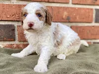 Dior, a female Goldendoodle for sale in Canon, GA – Photo 6 of 6
