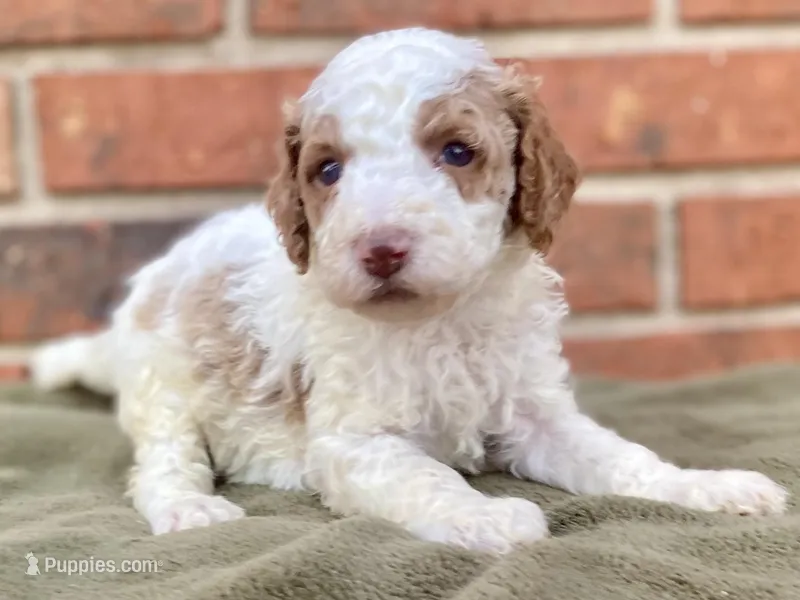 Dior – Goldendoodle puppy for sale in Canon, GA