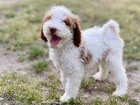 Dior, a female Goldendoodle for sale in Canon, GA – Photo 1 of 10