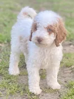 Dior, a female Goldendoodle for sale in Canon, GA – Photo 6 of 10