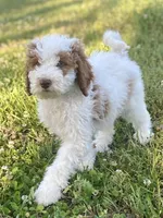 Dior, a female Goldendoodle for sale in Canon, GA – Photo 9 of 10