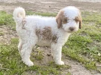 Dior, a female Goldendoodle for sale in Canon, GA – Photo 7 of 10