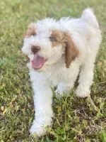 Dior, a female Goldendoodle for sale in Canon, GA – Photo 8 of 10