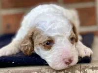 Dior, a female Goldendoodle for sale in Canon, GA – Photo 3 of 6