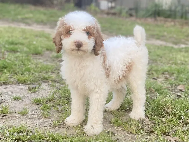 Dior – Goldendoodle puppy for sale in Canon, GA