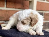 Dior, a female Goldendoodle for sale in Canon, GA – Photo 2 of 6