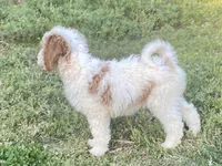 Dior, a female Goldendoodle for sale in Canon, GA – Photo 10 of 10