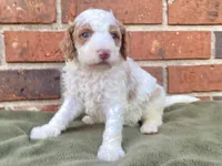 Dior, a female Goldendoodle for sale in Canon, GA – Photo 5 of 6