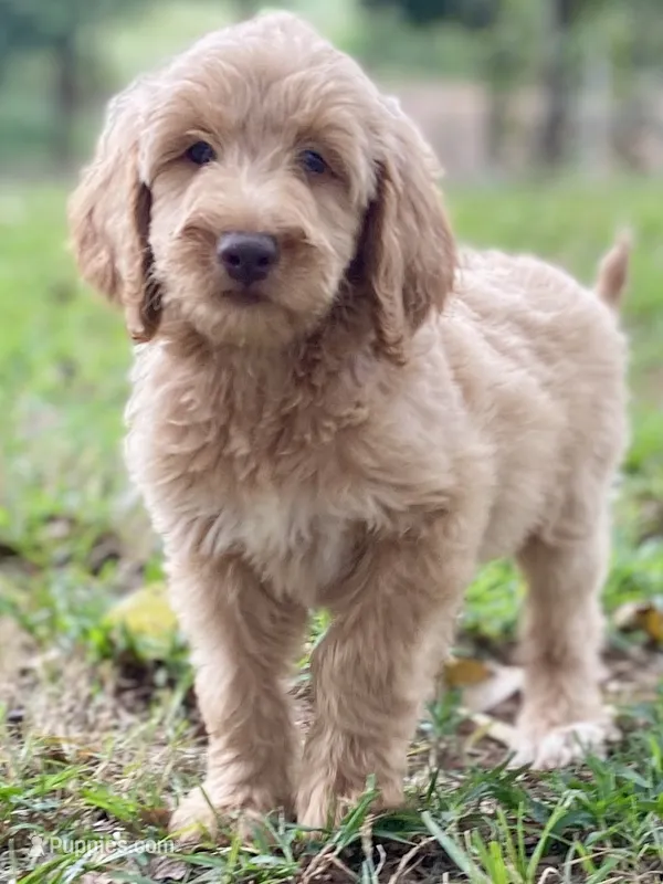 Jenna – Goldendoodle puppy for sale in Canon, GA