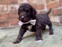 Grant f1bb, a male Goldendoodle for sale in Canon, GA – 6 of 8