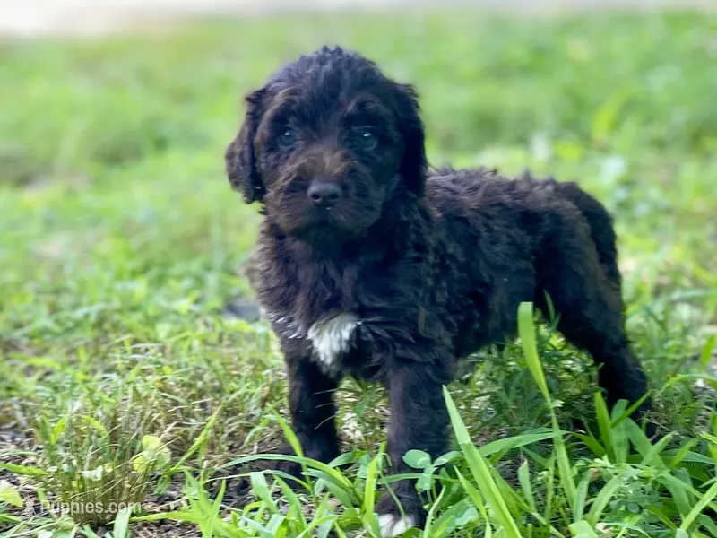 Grant f1bb – Goldendoodle puppy for sale in Canon, GA
