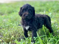 Grant f1bb, a male Goldendoodle for sale in Canon, GA – 1 of 8