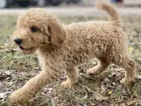 Logan, a male Goldendoodle for sale in Canon, GA – 8 of 9