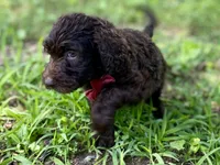 Gemma f1bb, a female Goldendoodle for sale in Canon, GA – 2 of 8