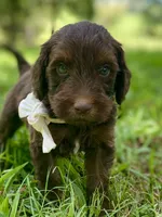 Iris, a female Goldendoodle for sale in Canon, GA – 5 of 9