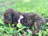 Isla (sable), a female Goldendoodle for sale in Canon, GA – 7 of 7