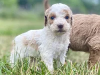 Faith, a female Goldendoodle for sale in Canon, GA – Photo 8 of 8