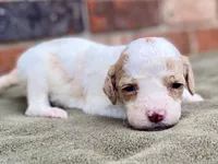 Faith, a female Goldendoodle for sale in Canon, GA – Photo 6 of 8